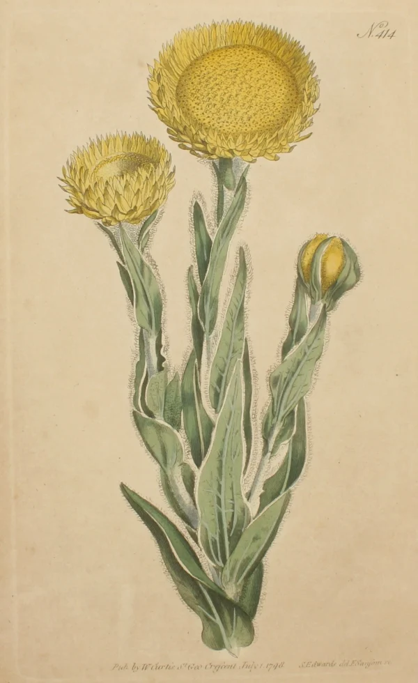 Antiquarian Print Shop Botanical, Curtis William, BM, Great Yellow Flowered Xeranthemum 1798 vente pas cher 1