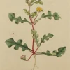 Antiquarian Print Shop Botanical, William Curtis, BM, Jagged-Leaved Fig-Marigold, 1788 ultratendance 5