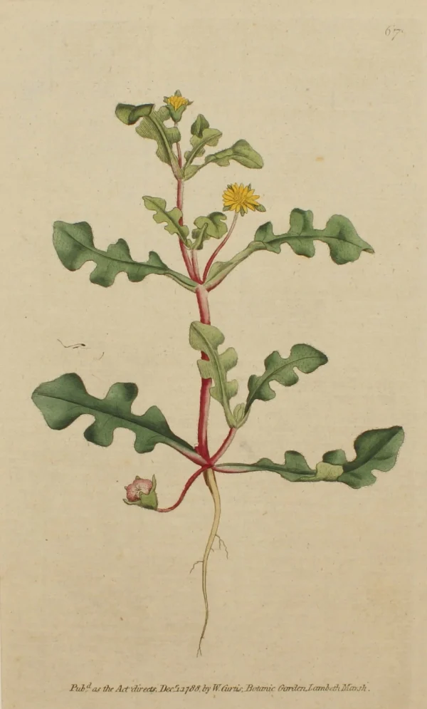 Antiquarian Print Shop Botanical, William Curtis, BM, Jagged-Leaved Fig-Marigold, 1788 ultratendance 1