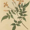 dernière tendance Antiquarian Print Shop Botanical, William Curtis, BM, Jasmine,1787 7