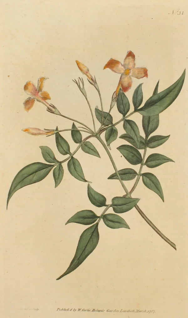 dernière tendance Antiquarian Print Shop Botanical, William Curtis, BM, Jasmine,1787 1