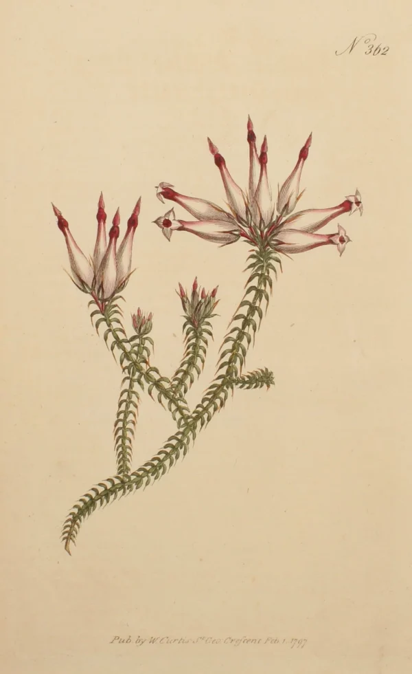 Antiquarian Print Shop Botanical, Curtis William, BM, Recurved Heath, 1797 l'unique style 1