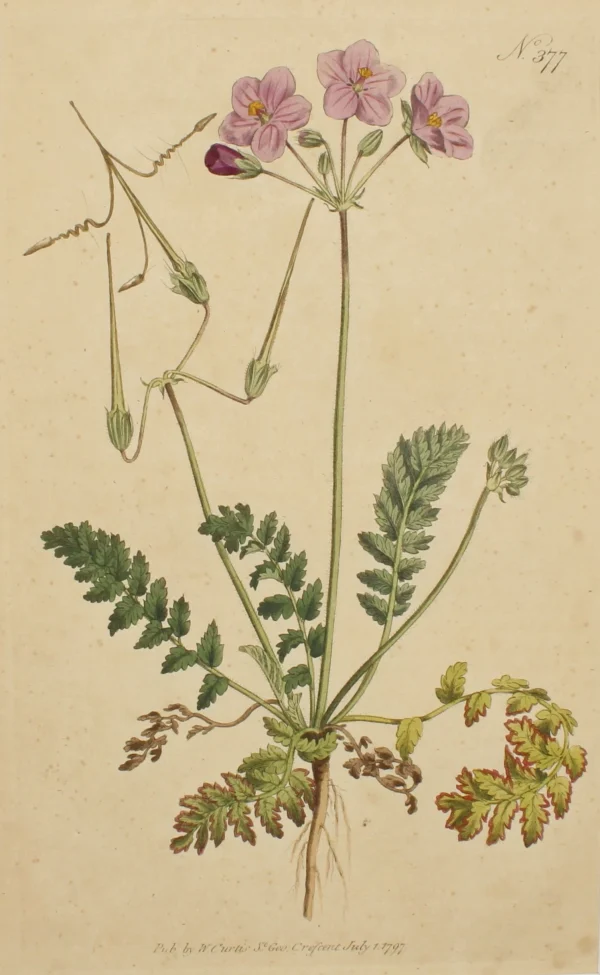 mode Antiquarian Print Shop Botanical, Curtis William, BM, Roman Crane’s Bill, 1797 1