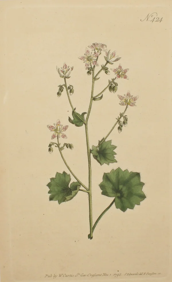 Antiquarian Print Shop Botanical, Curtis William, BM, Round Leaved Saxifrage, 1798 Officielle 1