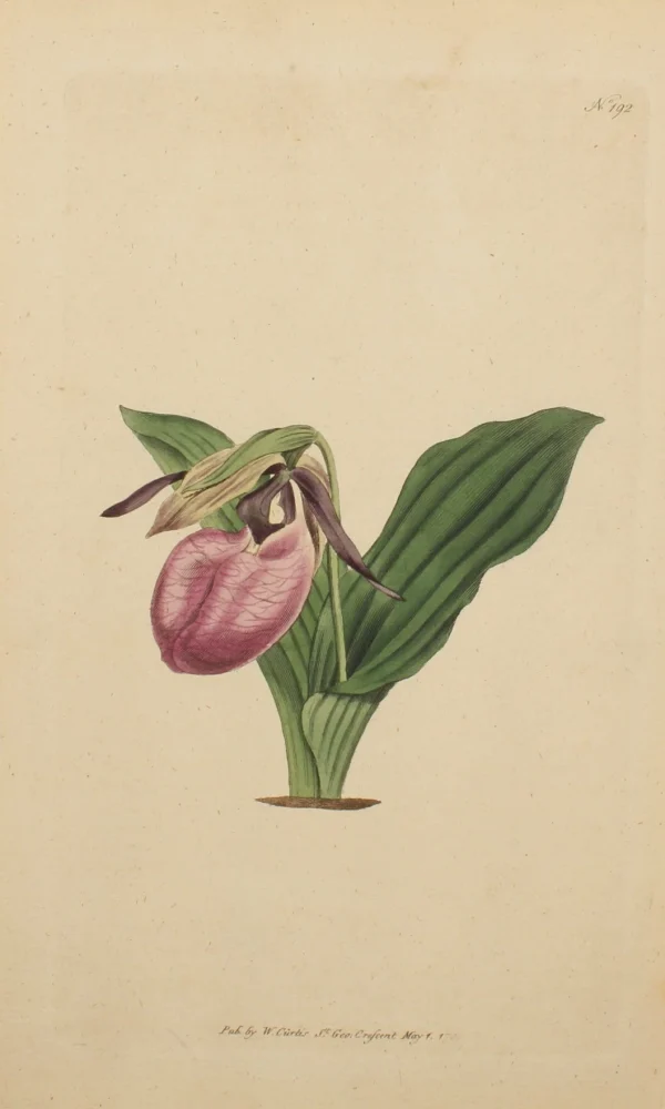 nouveau produit Antiquarian Print Shop Botanical, Curtis William, BM, Two Leaved Lady’s Slipper, 1790 1