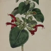 Antiquarian Print Shop Botanical, Curtis William, BM, Crescent July, 1794 achat pas cher 7