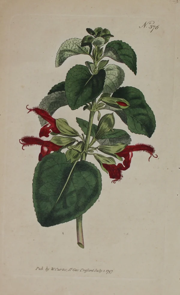 Antiquarian Print Shop Botanical, Curtis William, BM, Crescent July, 1794 achat pas cher 1