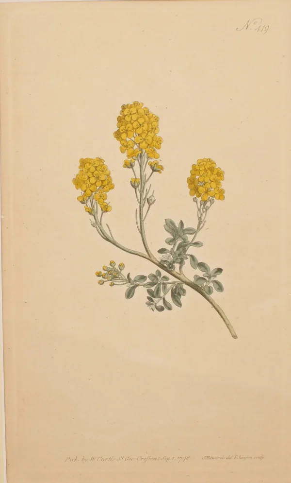 Antiquarian Print Shop Botanical, Curtis William, BM, Mountain Alyssium,1798 marque pas cher 1