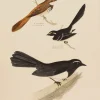 Antiquarian Print Shop Bird, Diggles, Silvester, Black Fan Tailed Fly Catcher, White Shafted Fan Tail, Rufous Fronted Fan Tail, Published In Brisbane, 1886 -1870 dernières 7