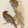 Antiquarian Print Shop Bird, North Alfred John, Dollar Bird, Insectivorous Birds Of NSW, 1896-7 Couleurs variées 5