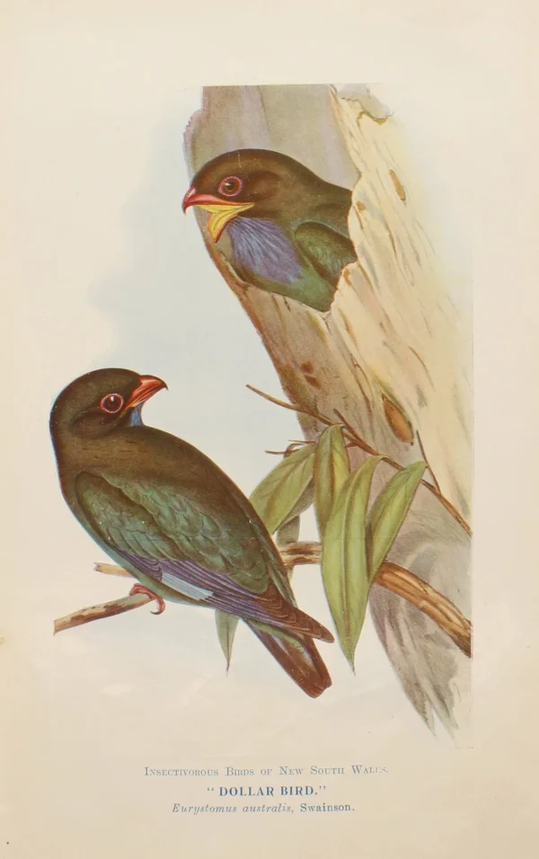 Antiquarian Print Shop Bird, North Alfred John, Dollar Bird, Insectivorous Birds Of NSW, 1896-7 Couleurs variées 1