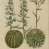 à prix très bas APG Botanical, Weinmann, Johann Wilhelm: Ehinomelo Cactos, Phytanthoza Iconographia, C1737 7