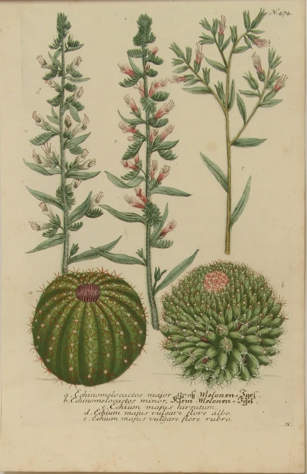 APG Botanical, Hill Sir John, Echinomelocacto, The Vegetable System, London: 1770-1775. Paris 1