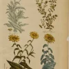 en ligne officielle Antiquarian Print Shop Botanical, Hill, Sir John: Elfwort, The Vegetable System, London: 1770-1775. 7