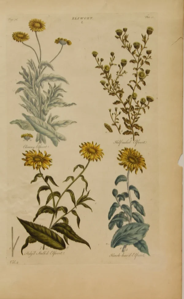 en ligne officielle Antiquarian Print Shop Botanical, Hill, Sir John: Elfwort, The Vegetable System, London: 1770-1775. 1