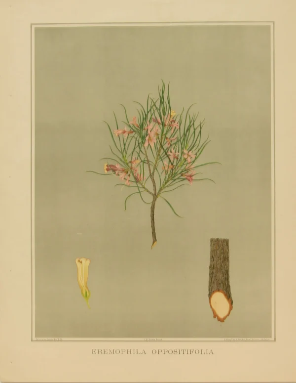 Livraison gratuite Antiquarian Print Shop Botanical, Brown John Ednie, Eremophila Oppositifolia, Chromolithograph, 1882-1890 1