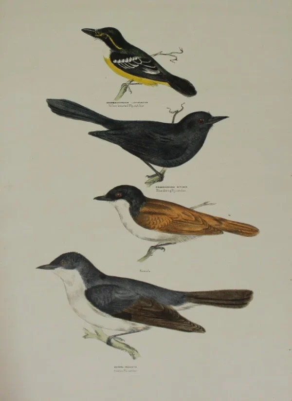 Antiquarian Print Shop Bird, Silvester Diggles, Ptilotis Or Honey Eaters, Published In Brisbane, 1866-1870 livraison la plus rapide 1