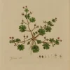 meilleur service Antiquarian Print Shop Copy Of Botanical, Curtis William, Geranium Molle, Flora Londinensis, C1817 7