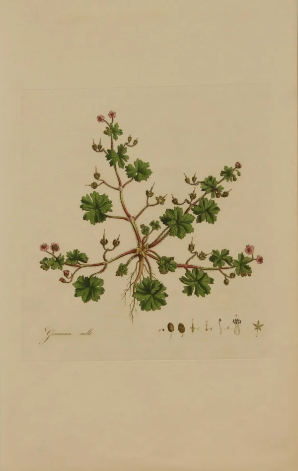 meilleur service Antiquarian Print Shop Copy Of Botanical, Curtis William, Geranium Molle, Flora Londinensis, C1817 1