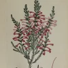 Antiquarian Print Shop Botanical, Andrews Henry, Erica Lubiflora, Copperplate Engraving,1797 acheter 7