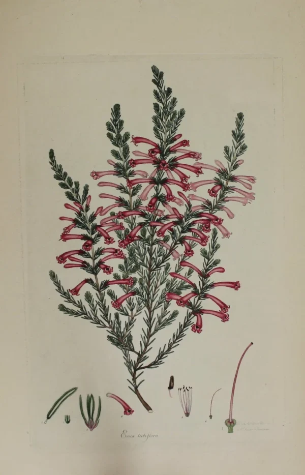 Antiquarian Print Shop Botanical, Andrews Henry, Erica Lubiflora, Copperplate Engraving,1797 acheter 1