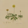 acheter Antiquarian Print Shop Botanical, William Curtis,, Hieracium Pilosella, Flora Londinensis, C1817 5