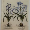 Antiquarian Print Shop Botanicals, Besler Basilus, Hyacinthus Orientalis Major, 3 Varieties, 1613 magasin pour 5