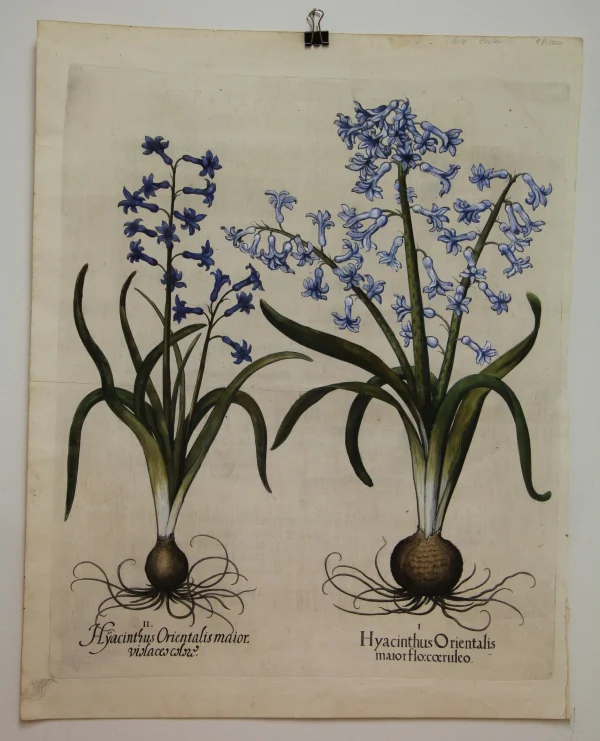 Antiquarian Print Shop Botanicals, Besler Basilus, Hyacinthus Orientalis Major, 3 Varieties, 1613 magasin pour 1