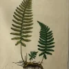 boutique en france APG Botanical, Curtis, William, Polypodium Vulgare, Flora Londinensis 1817 5