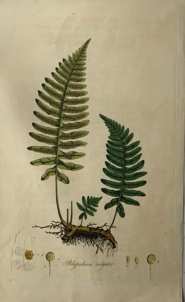 boutique en france APG Botanical, Curtis, William, Polypodium Vulgare, Flora Londinensis 1817 1