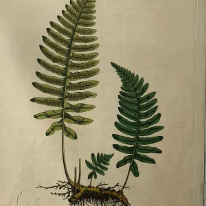 boutique en france APG Botanical, Curtis, William, Polypodium Vulgare, Flora Londinensis 1817 6