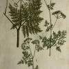 APG Botanical, Hill, Sir John: Cerfolium, The Vegetable System. London 1770-1775. vente luxe pas cher 7