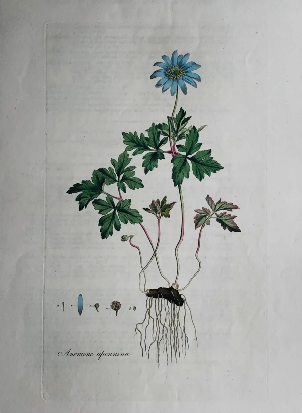 APG Botanical, Curtis, William, Anemone Apennina: Flora Londinensis, C1817 marque moins cher 1