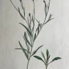 APG Botanical, Curtis, William, Centaurea Cyanus, Flora Londinensis C1817 meilleur service 5