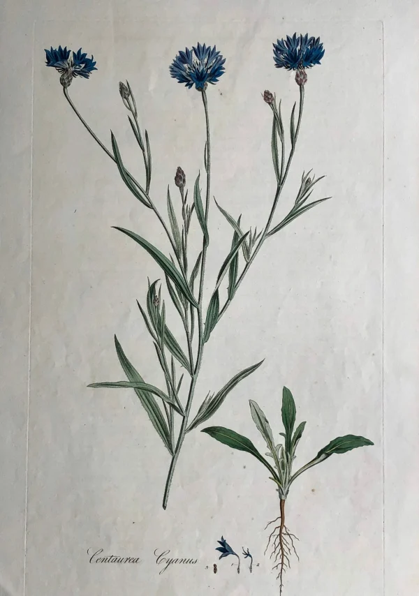 APG Botanical, Curtis, William, Centaurea Cyanus, Flora Londinensis C1817 meilleur service 1