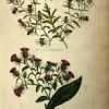 aux meilleurs prix APG Botanical, Hill, Sir John: Star Thistle, The Vegetable System. London: 1770-1775. 7