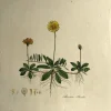 APG Botanical, Curtis, William: Corn Salad, Flora Londinensis C1817 vente pas cher en ligne 7