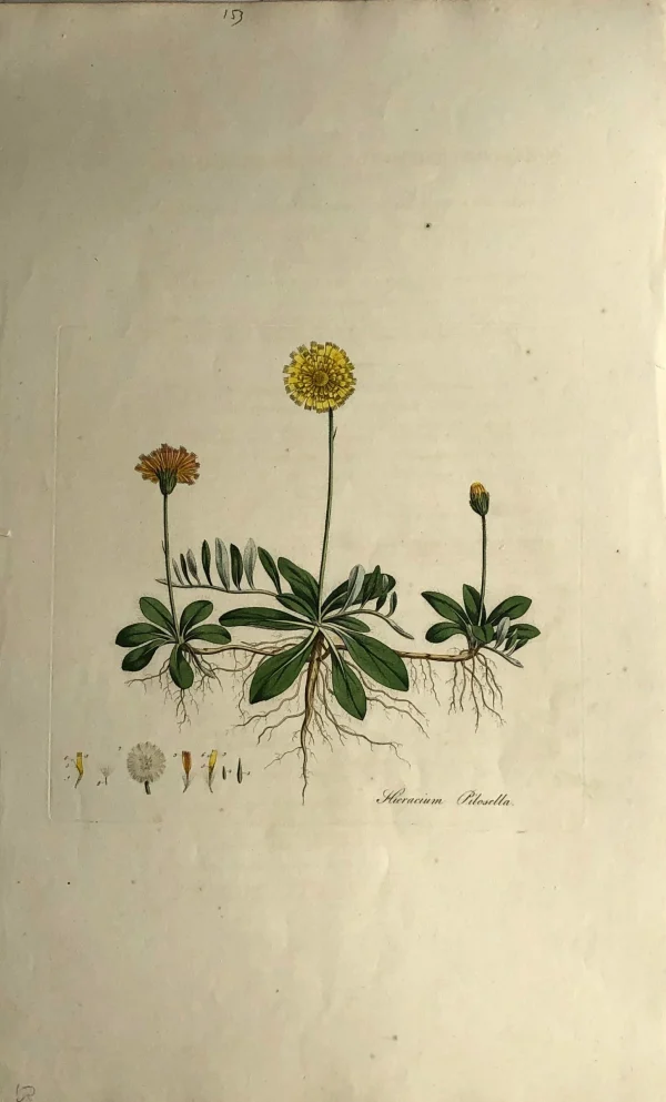 APG Botanical, Curtis, William: Corn Salad, Flora Londinensis C1817 vente pas cher en ligne 1