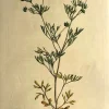 aux meilleurs prix APG Botanical, Curtis, William: Ranunculus Arvensis, Flora Londinensis C1817 5