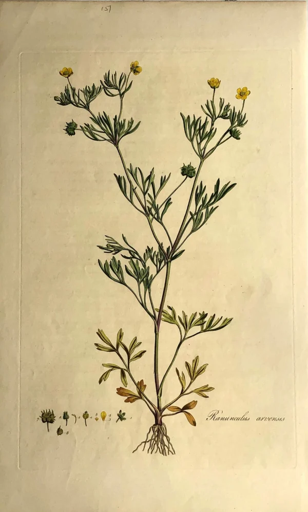 aux meilleurs prix APG Botanical, Curtis, William: Ranunculus Arvensis, Flora Londinensis C1817 1