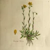 APG Botanical, Curtis, William, Saxifraga, Flora Londinensis, C1817, france 7