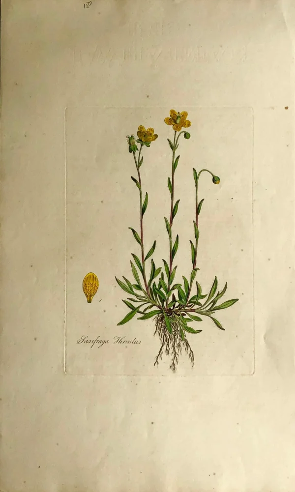 APG Botanical, Curtis, William, Saxifraga, Flora Londinensis, C1817, france 1