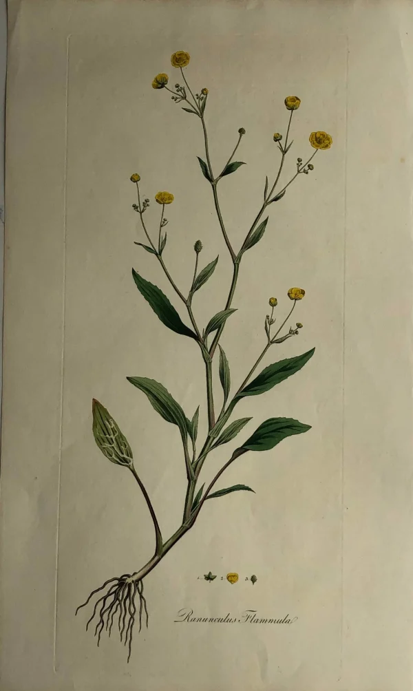 design à la mode APG Botanical, Curtis, William: Ranunculus Flammula, Flora Londinensis C1817 1