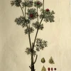 APG Botanical, Curtis, William: The Pheasant’s Eye, Flora Londinensis, C1817 vente pas cher 7