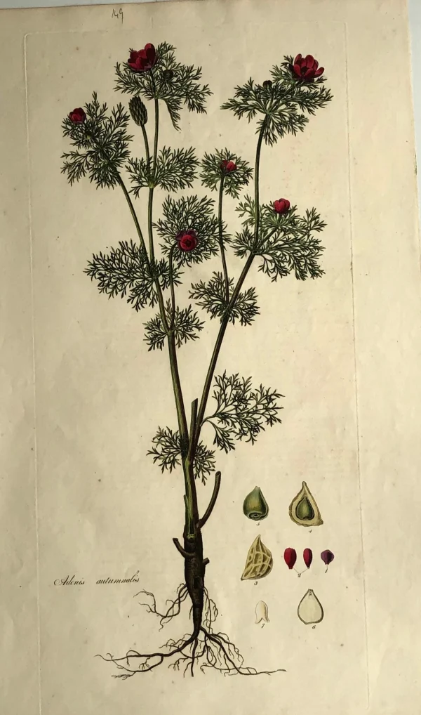 APG Botanical, Curtis, William: The Pheasant’s Eye, Flora Londinensis, C1817 vente pas cher 1