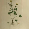 APG Botanical, Curtis, William: Ranunculus Auricomus, Flora Londinensis, C1817 nouveau produit 5