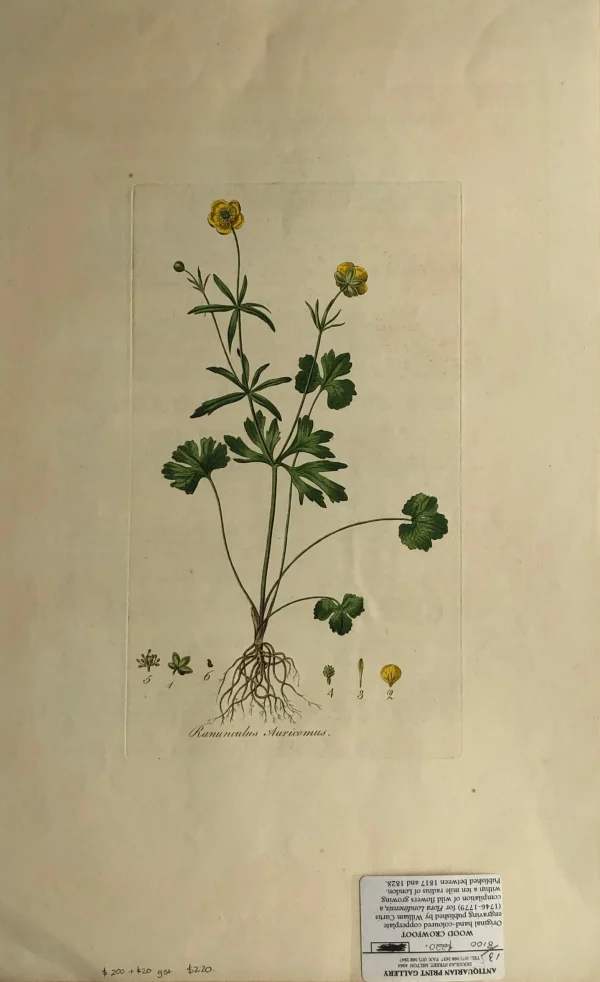 APG Botanical, Curtis, William: Ranunculus Auricomus, Flora Londinensis, C1817 nouveau produit 1