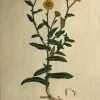 haute qualité APG Botanical, Curtis, William: The Common Fleabane, Flora Londinensis, C1817 7