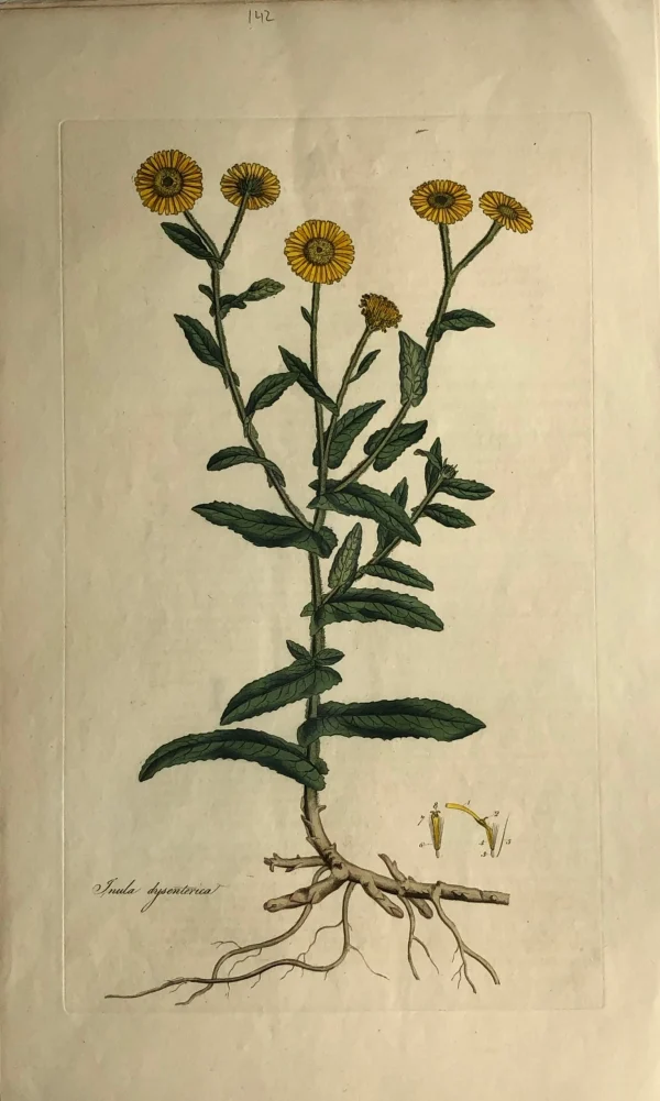 haute qualité APG Botanical, Curtis, William: The Common Fleabane, Flora Londinensis, C1817 1