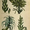 APG Botanical, Hill, Sir John, Horsefoot, The Vegetable System, London: 1770-1775. Vente 5